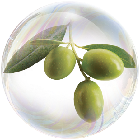 Olive (Olea europaea)
