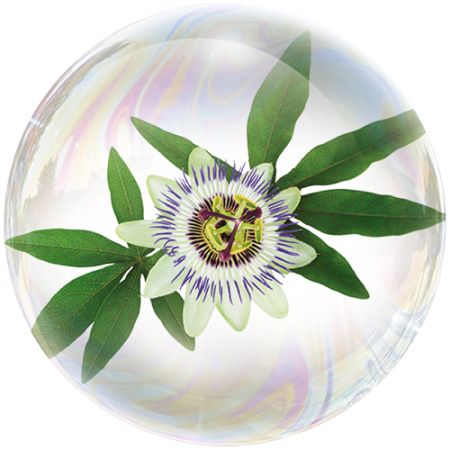 Passionsblume (Passiflora incarnata)