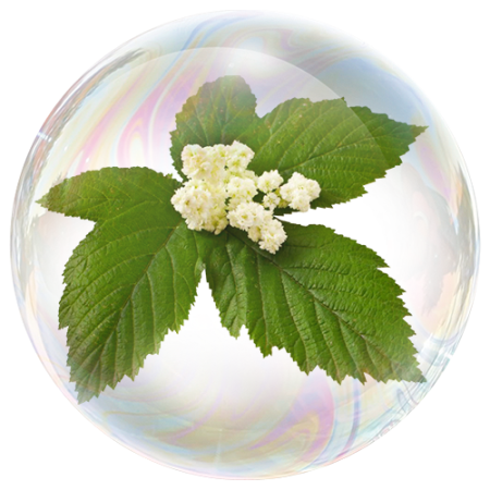 Mädesüß (Filipendula ulmaria)
