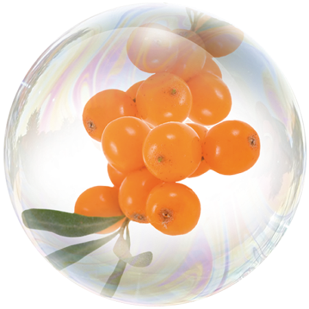 Sanddorn (Hippophae rhamnoides)